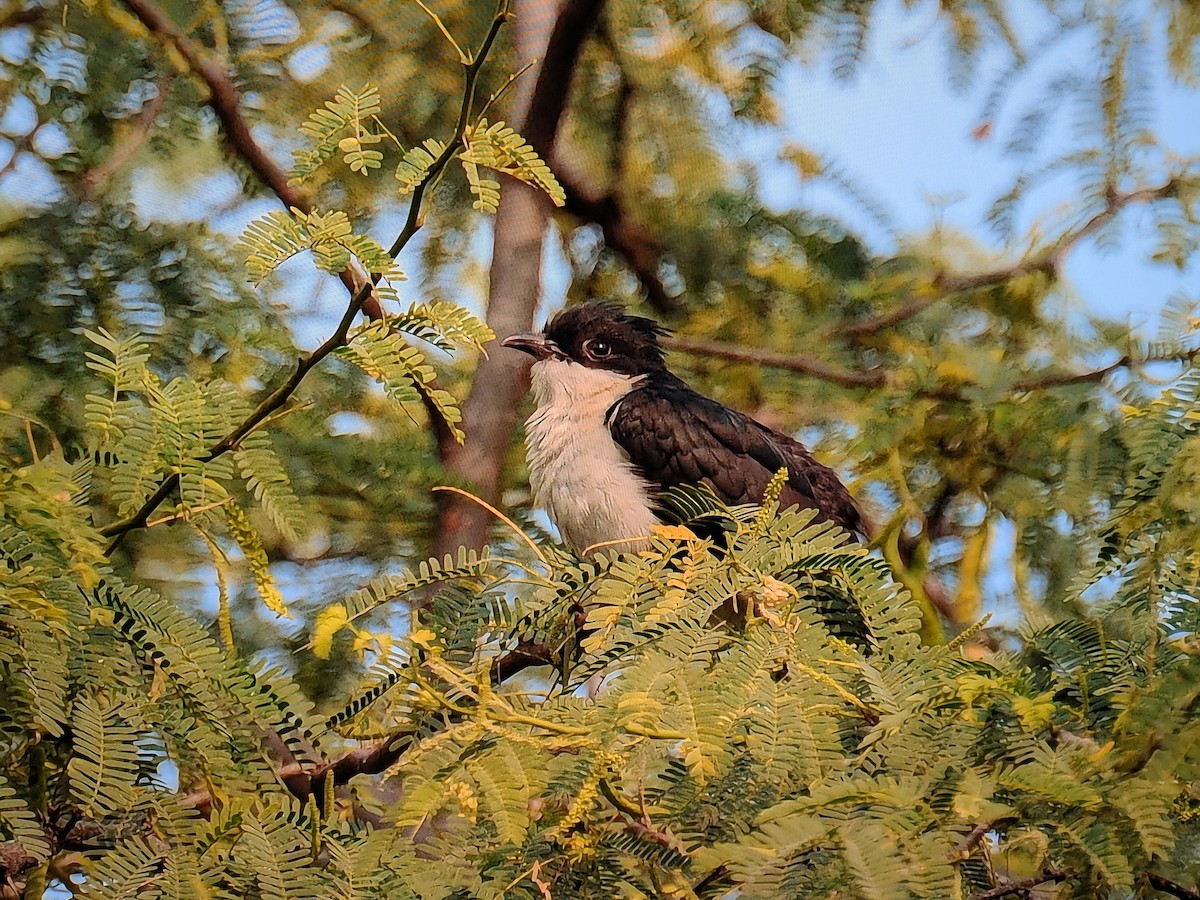 Pied Cuckoo - ML645251715