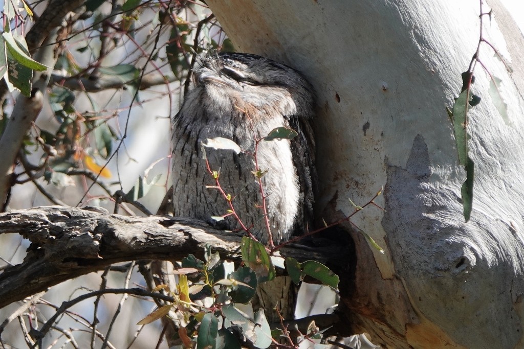 Tawny Frogmouth - ML645251724