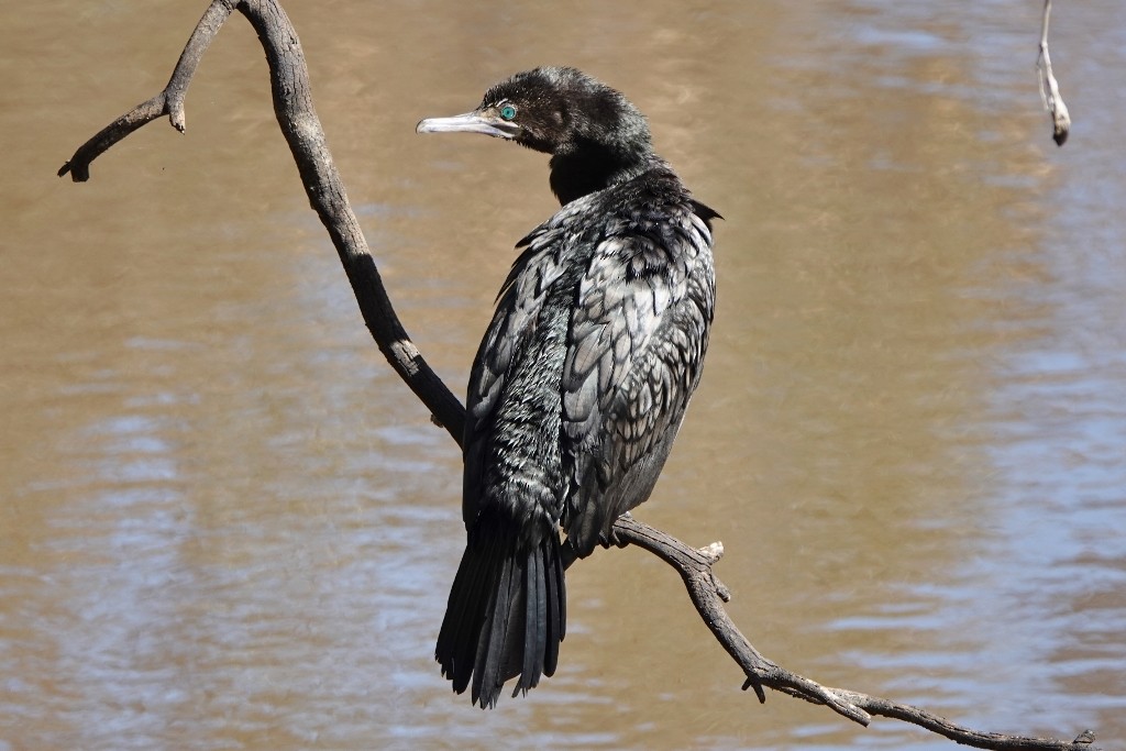 Little Black Cormorant - ML645251729