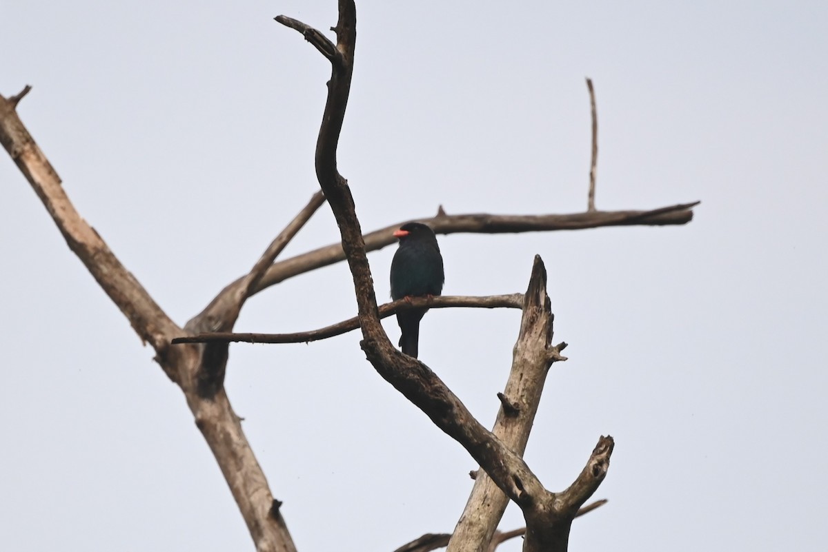 Dollarbird - ML645251730