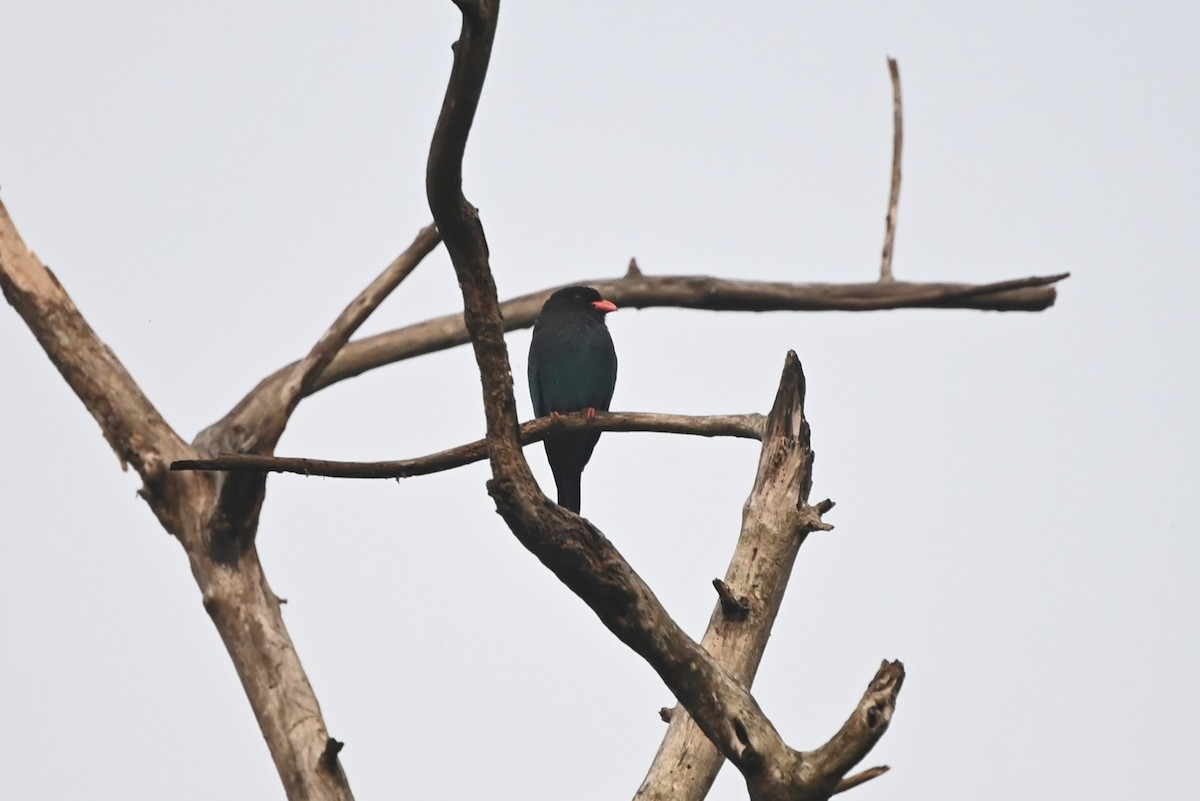 Dollarbird - ML645251731