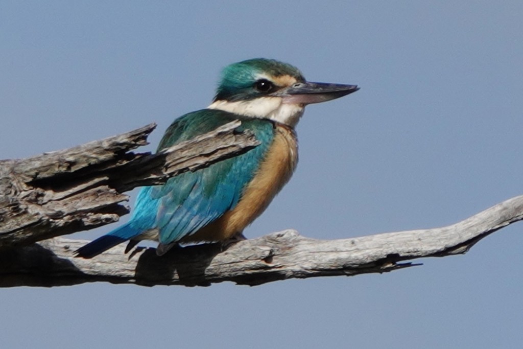 Sacred Kingfisher - ML645251734