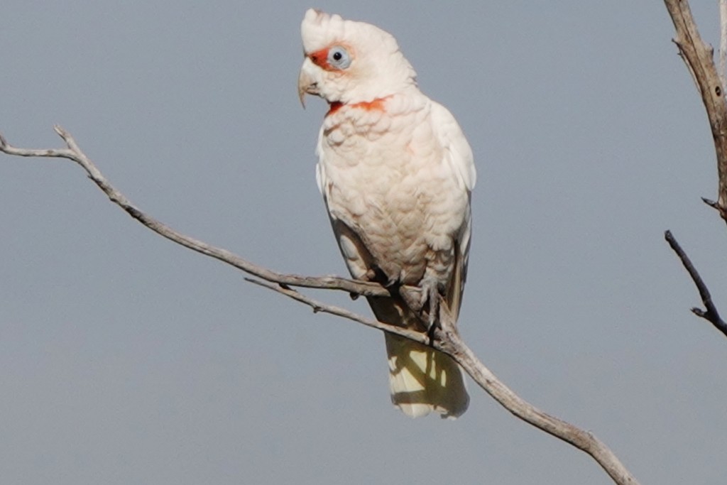 Long-billed Corella - ML645251737