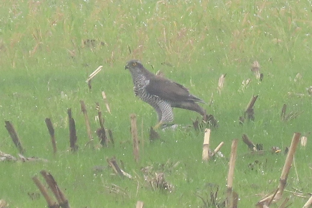 jestřáb lesní - ML645251738