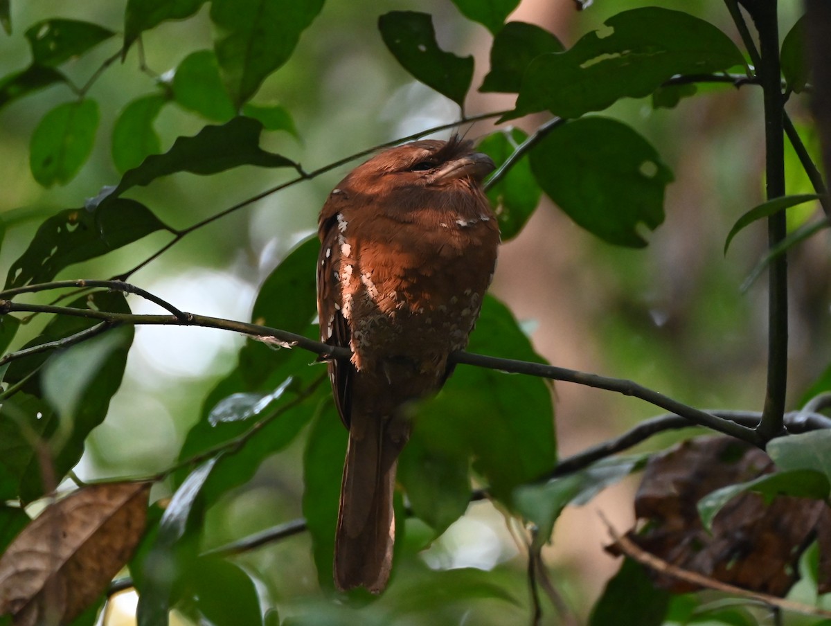 Sri Lanka Frogmouth - ML645251739