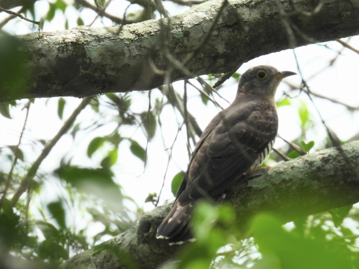 Indian Cuckoo - ML645251781
