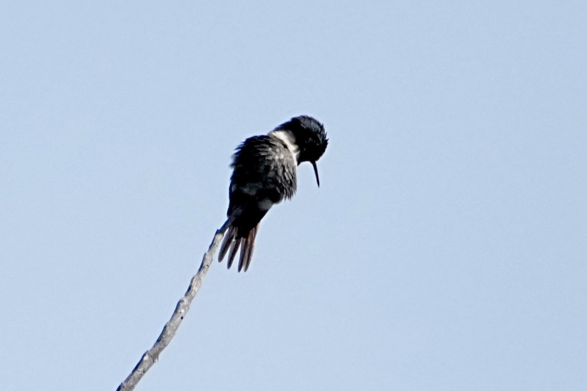 Rufous-shafted Woodstar - ML645251783