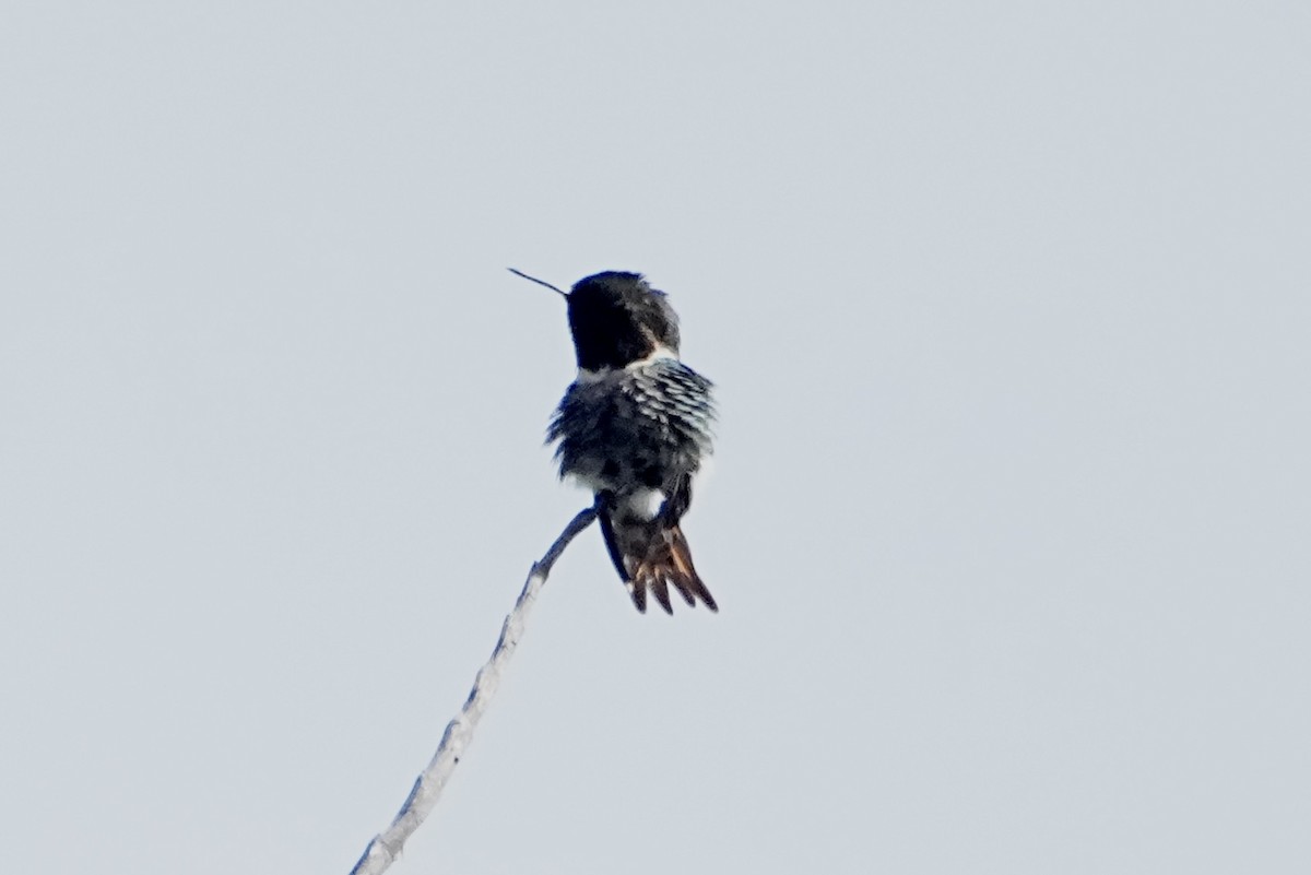 Rufous-shafted Woodstar - ML645251784