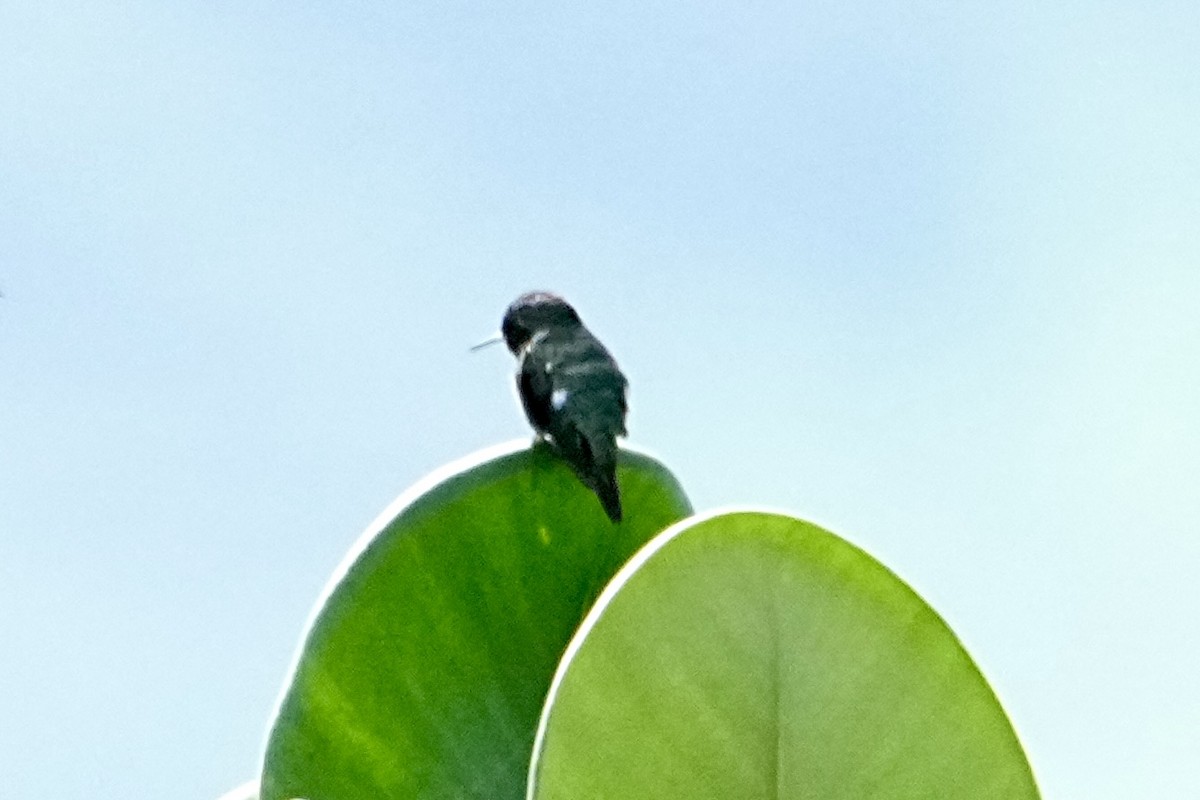 Rufous-shafted Woodstar - ML645251785