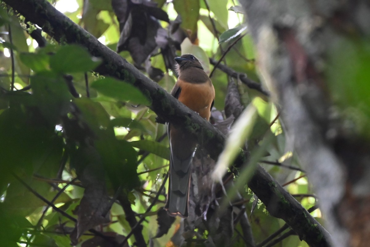 Malabar Trogon - ML645251787