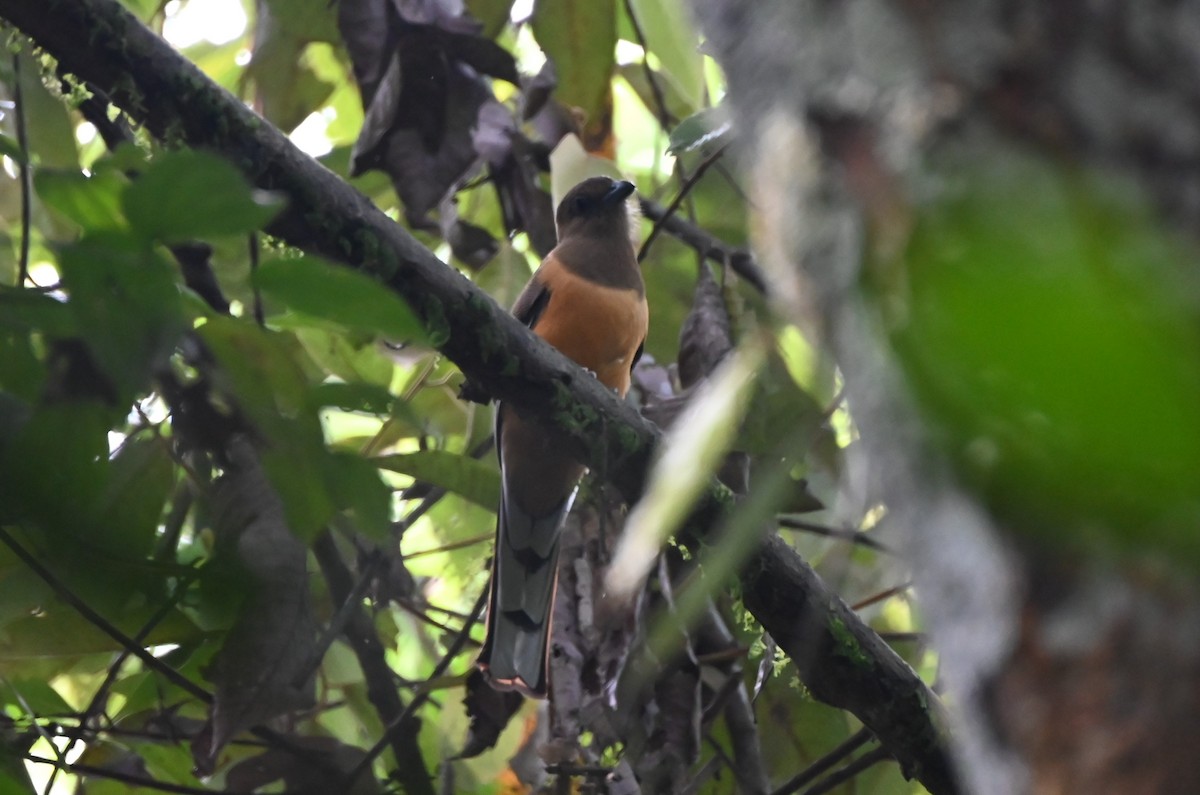 Malabar Trogon - ML645251788