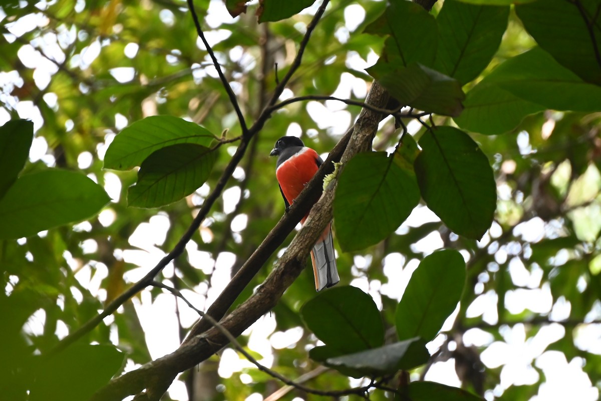 Malabar Trogon - ML645251789