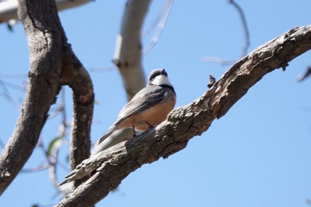 Rufous Whistler - ML645251792