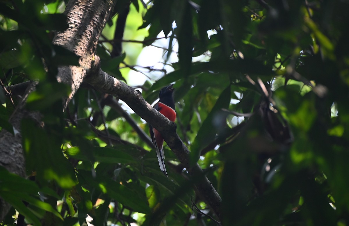 Malabar Trogon - ML645251793