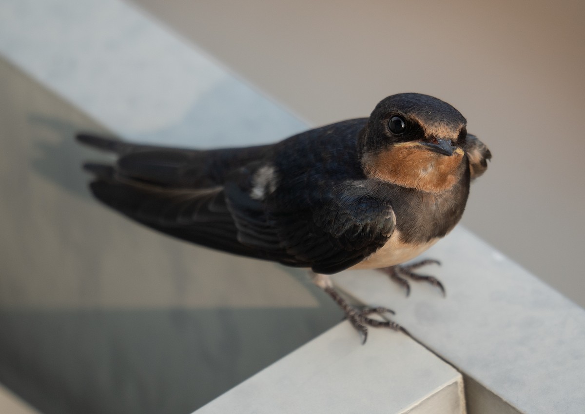 vlaštovka obecná - ML645251798