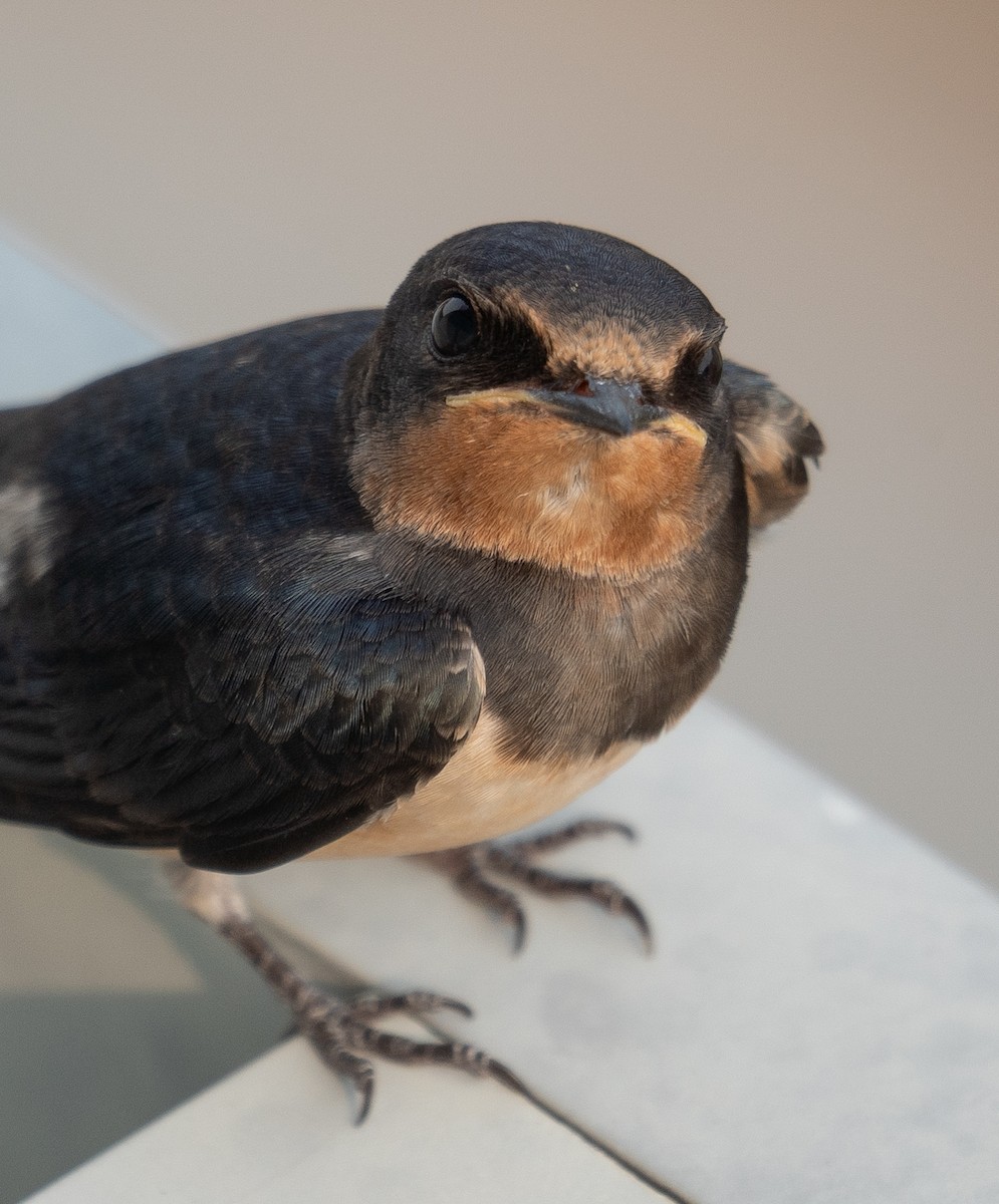 vlaštovka obecná - ML645251799