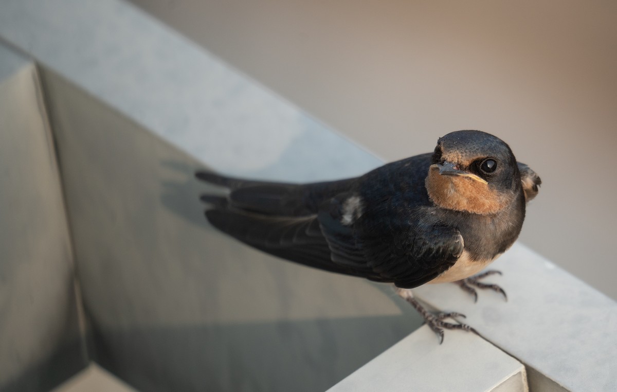 vlaštovka obecná - ML645251800