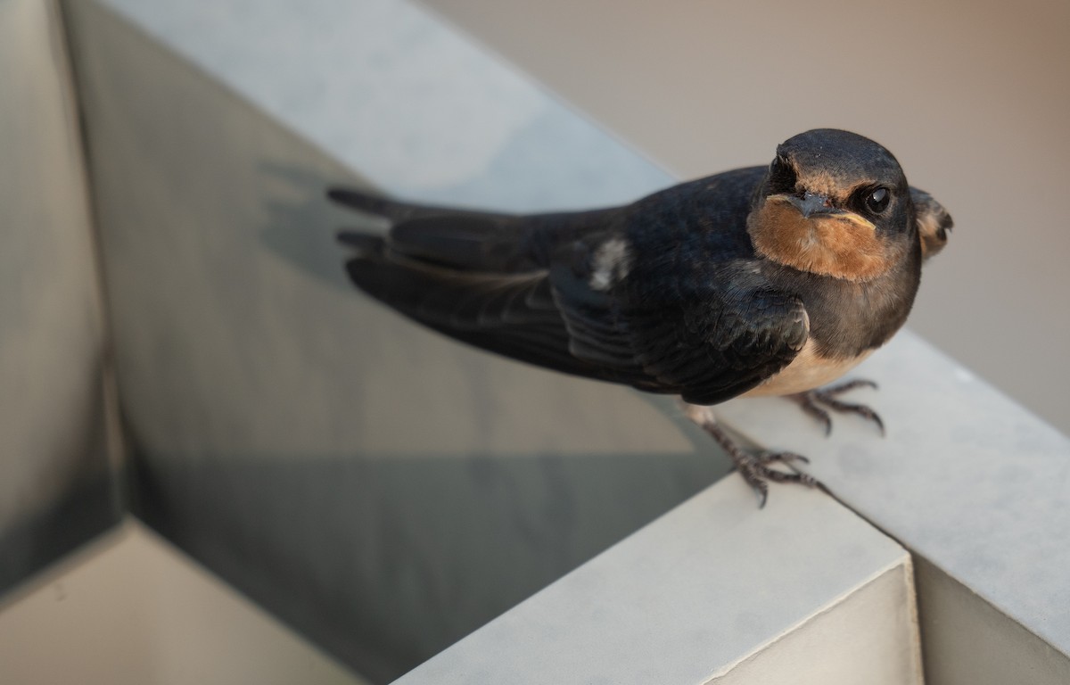 vlaštovka obecná - ML645251801