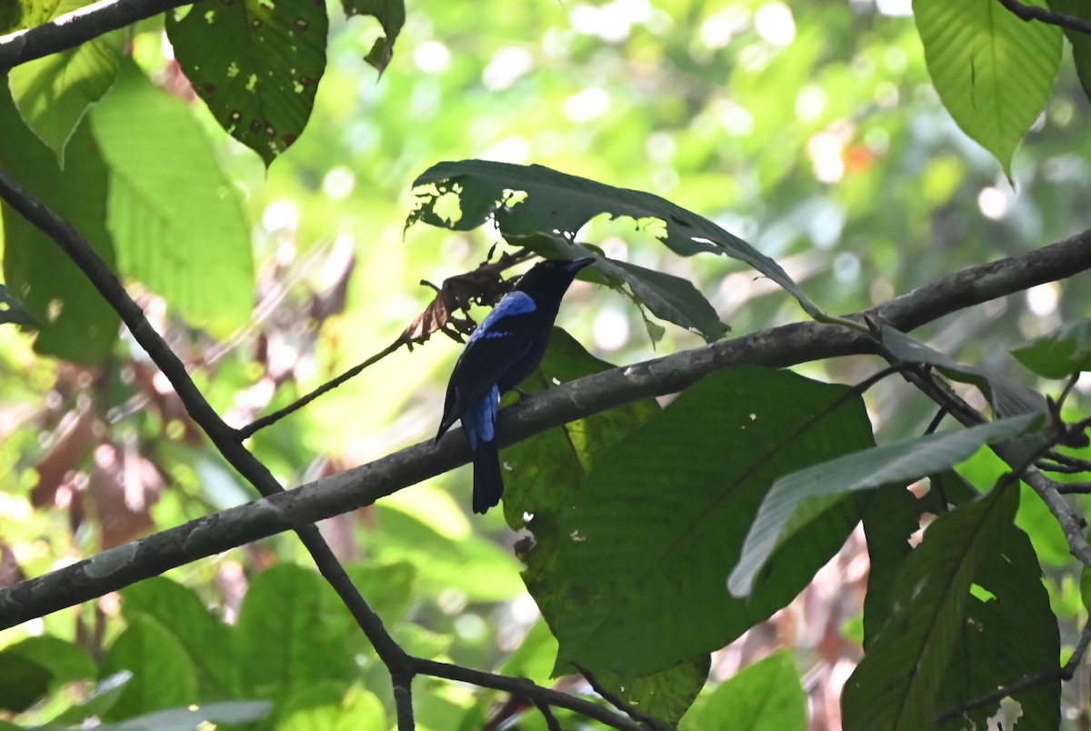Asian Fairy-bluebird - ML645251802