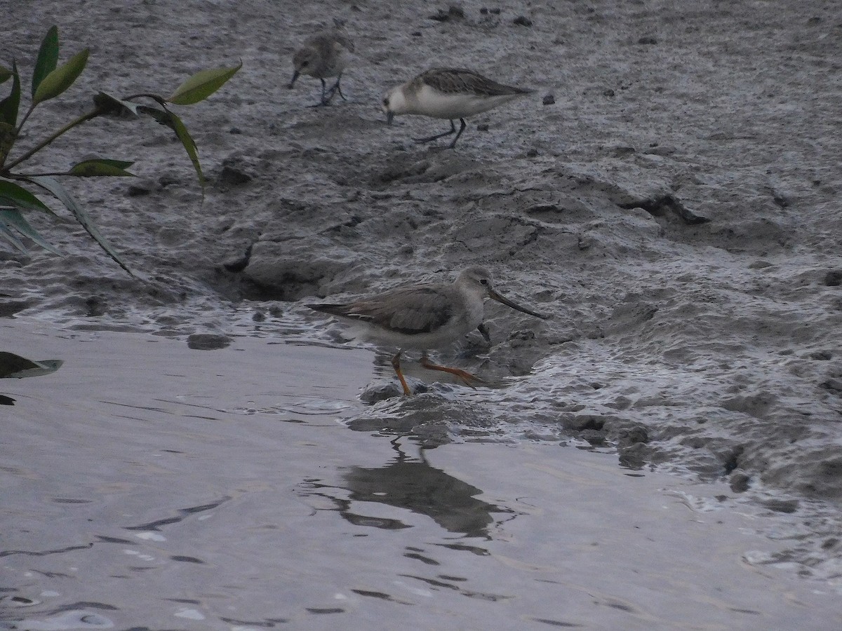 ביצנית אפורה - ML645251806