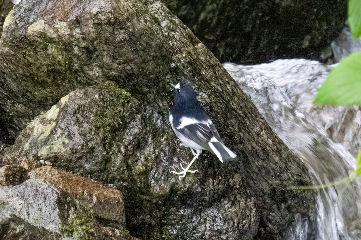 Little Forktail - ML645251809