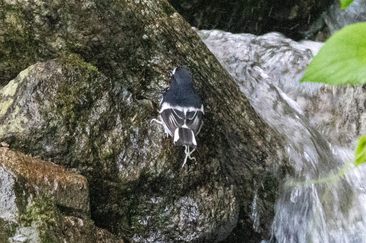 Little Forktail - ML645251810