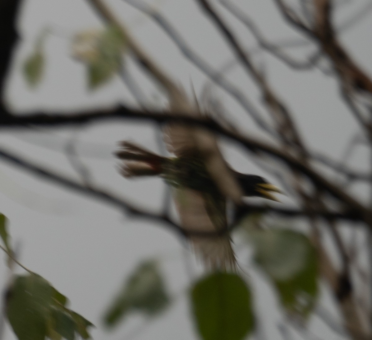 Great Barbet - ML645251816