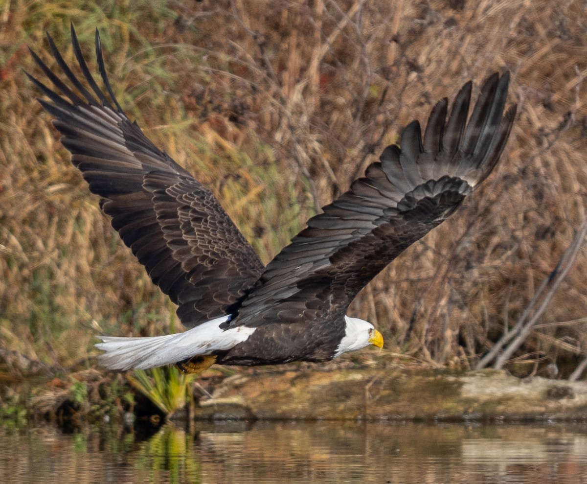 Bald Eagle - ML645251830