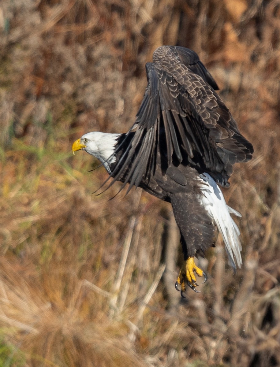 Bald Eagle - ML645251831