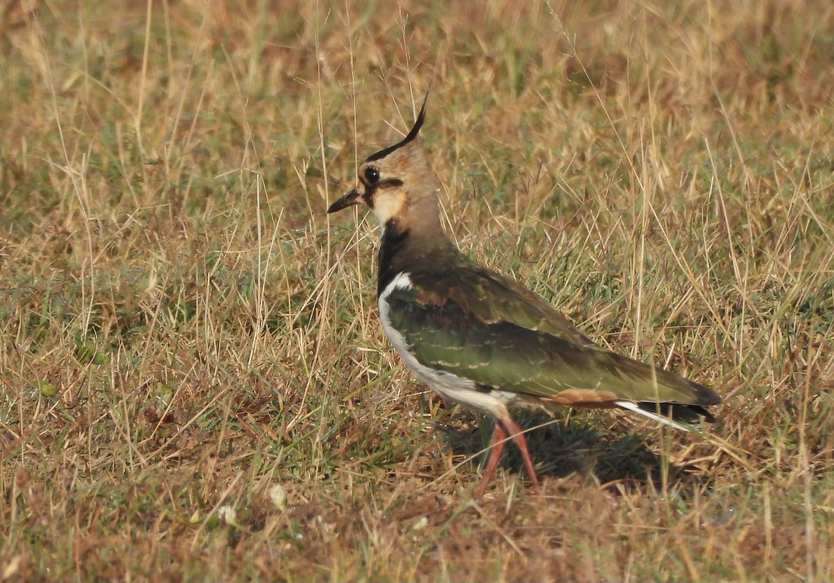 Northern Lapwing - ML645251836
