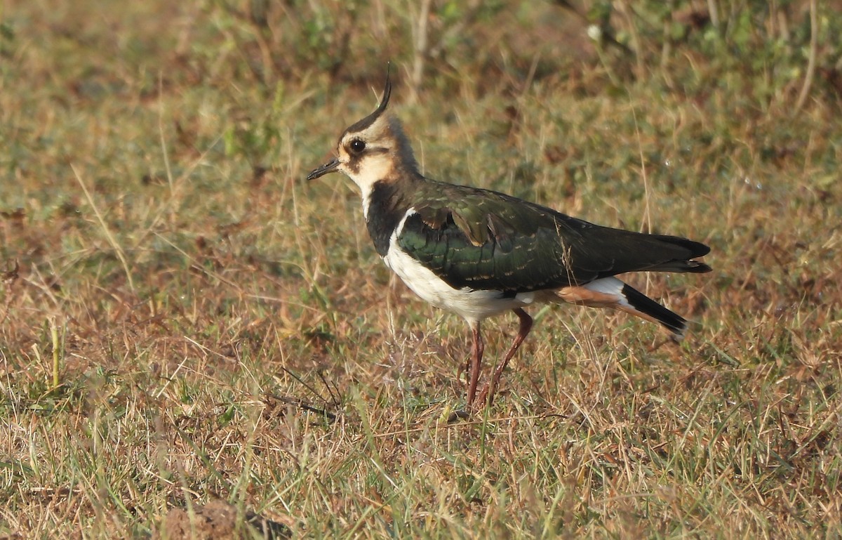 Northern Lapwing - ML645251837
