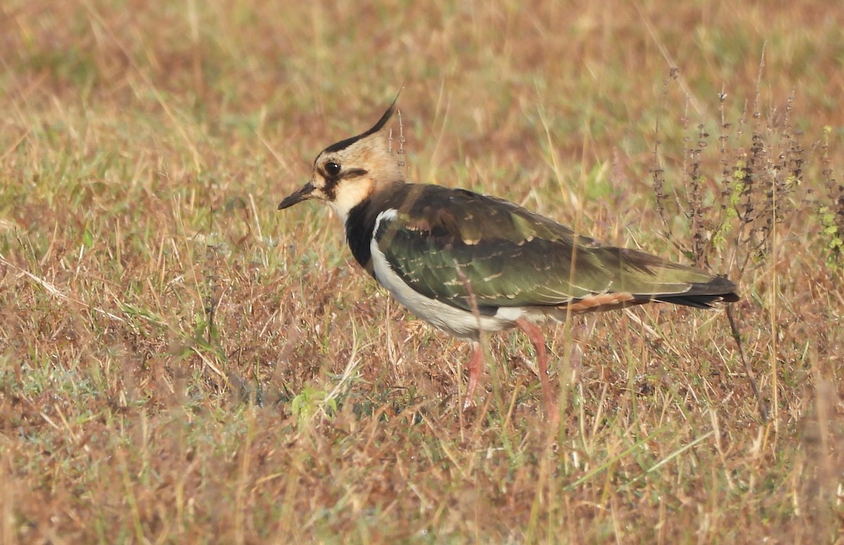 Northern Lapwing - ML645251840