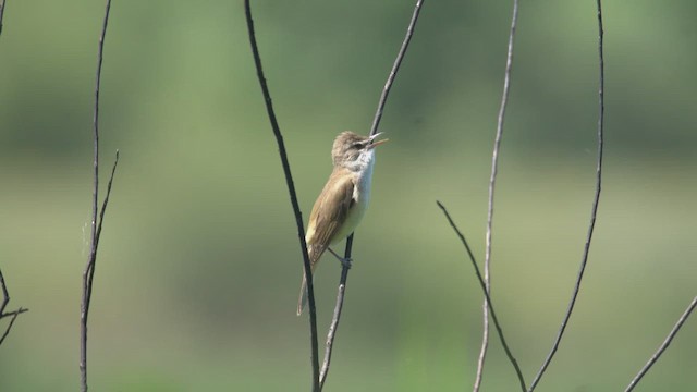 Great Reed Warbler - ML645251858