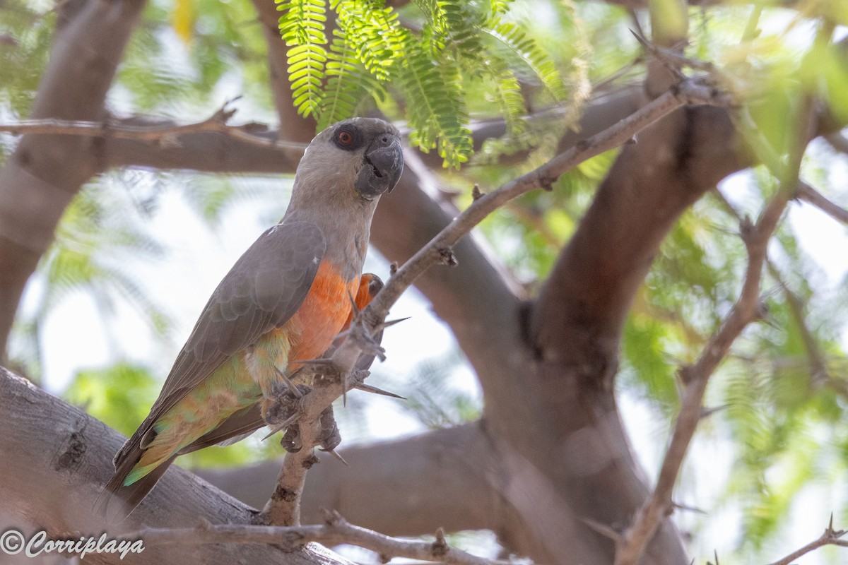 oransjebukpapegøye - ML645251861