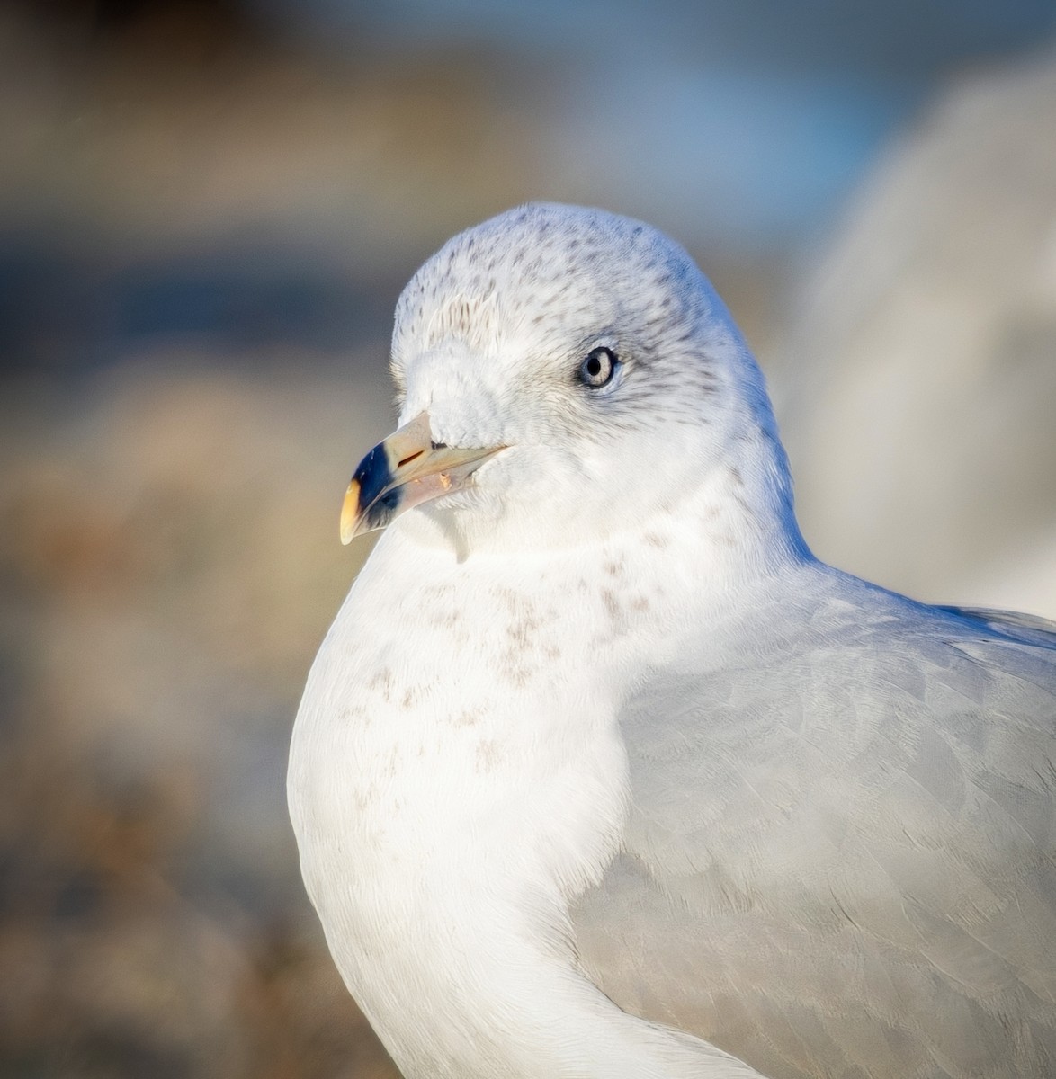 Ring-billed Gull - ML645251864