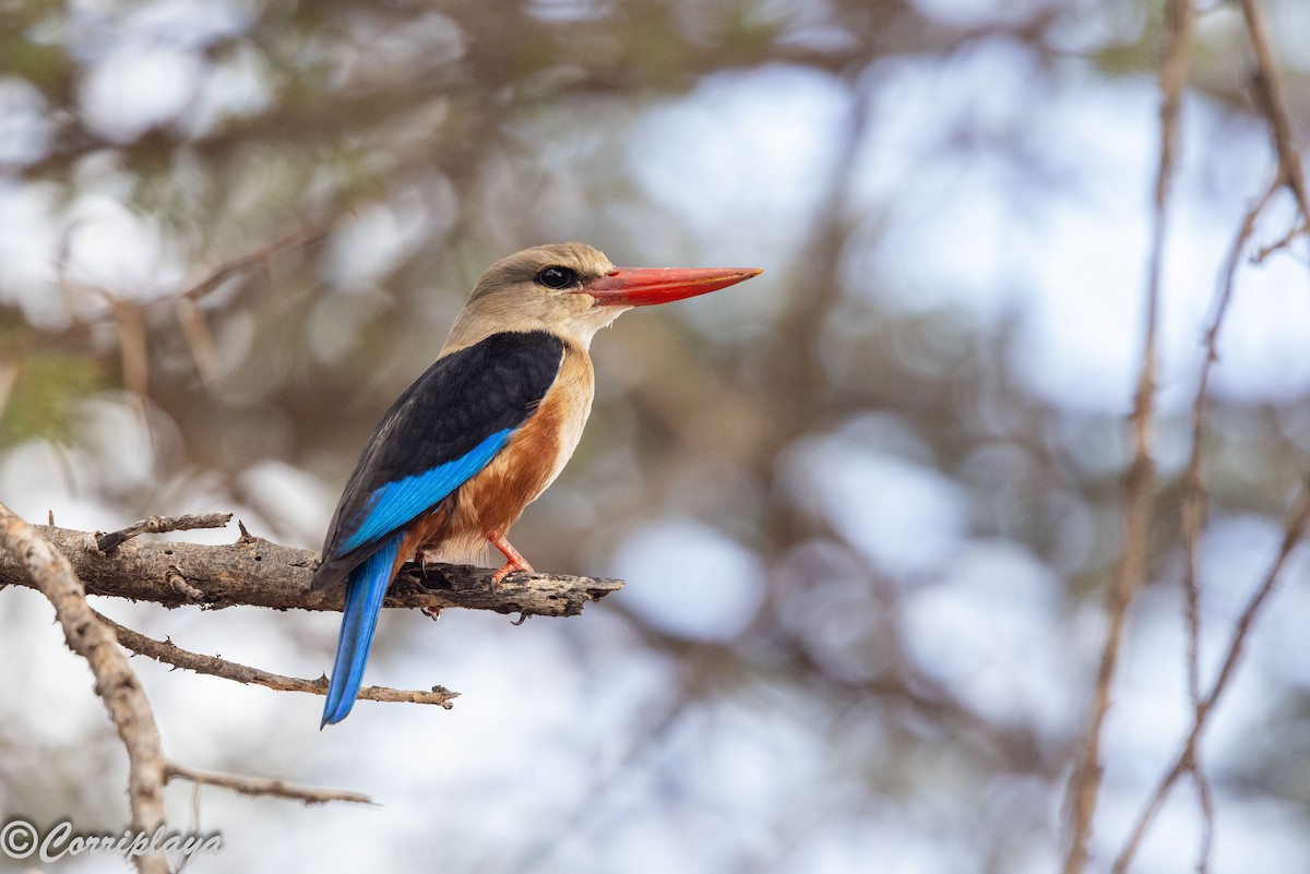 ledňáček šedohlavý - ML645251871