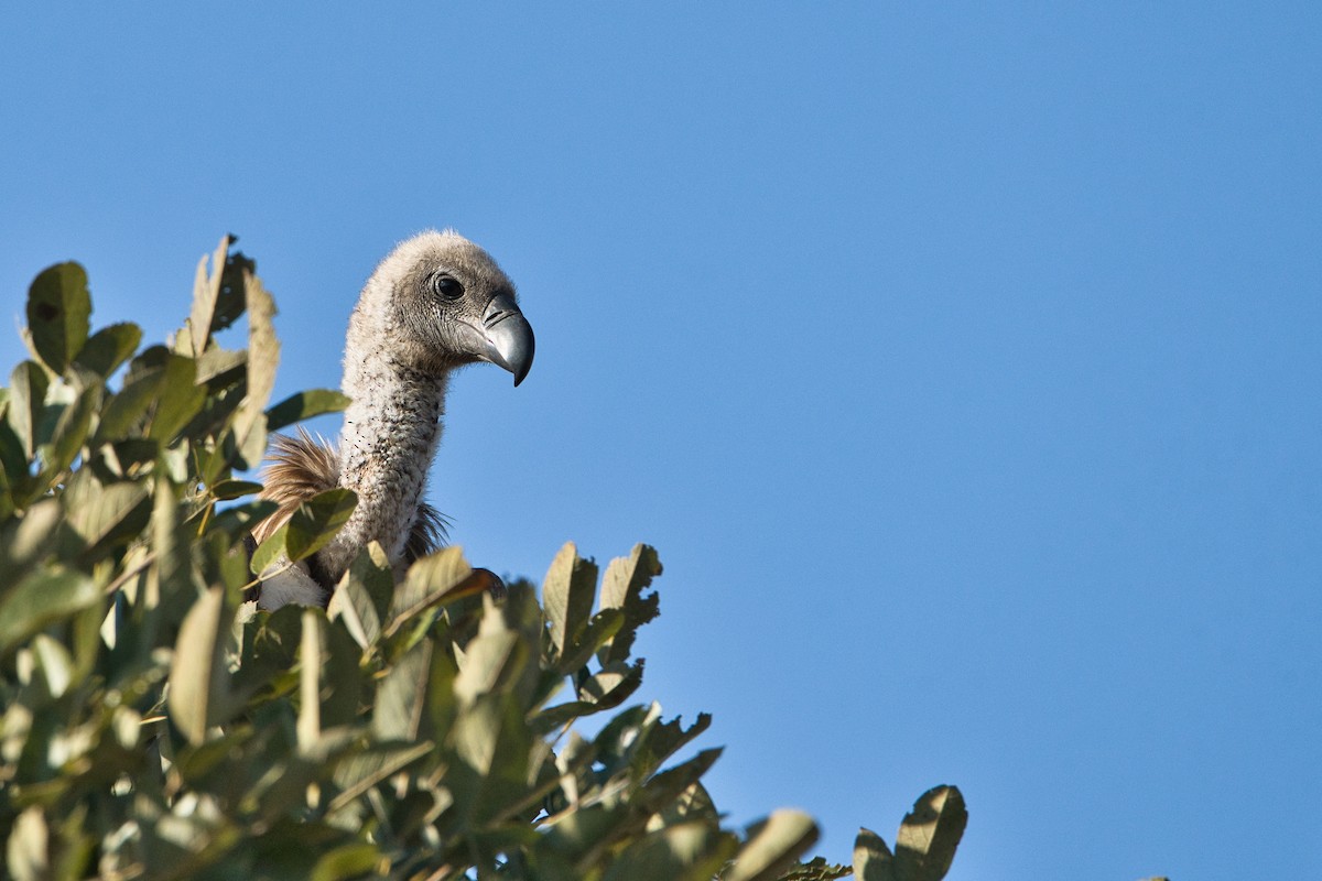 White-backed Vulture - ML645251872