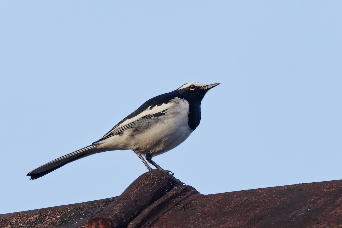 Bergeronnette indienne - ML645251876