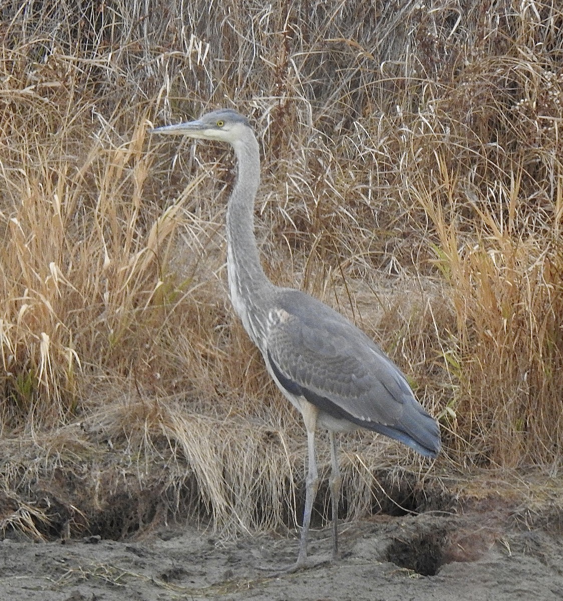 Great Blue Heron (Great Blue) - ML645251889