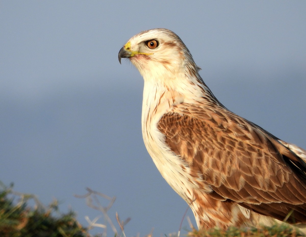 Buse féroce - ML645251896