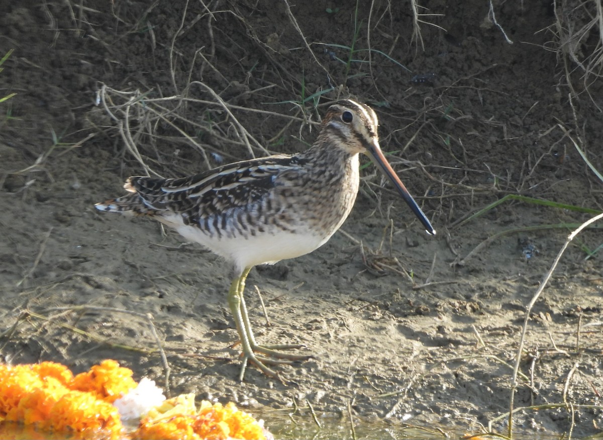Common Snipe - ML645251897