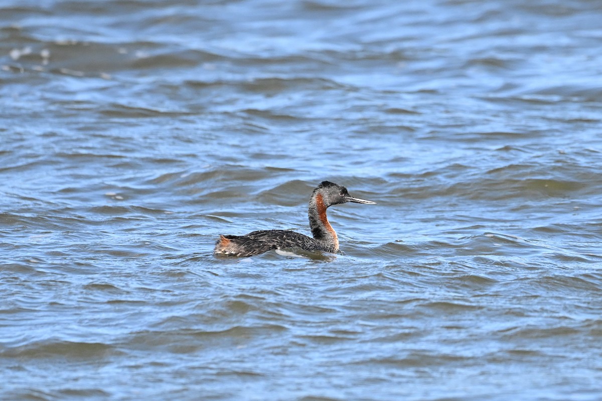 Great Grebe - ML645251903