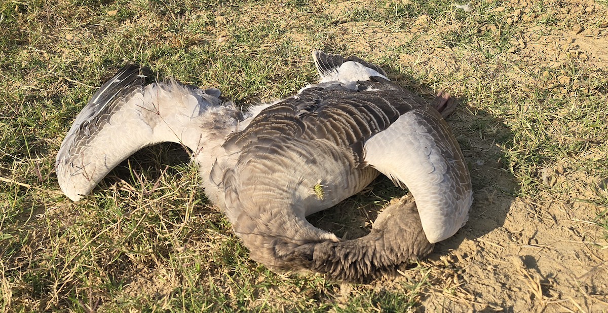 Graylag Goose - ML645251904