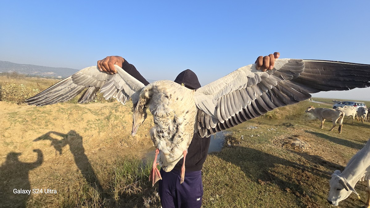 Graylag Goose - ML645251905