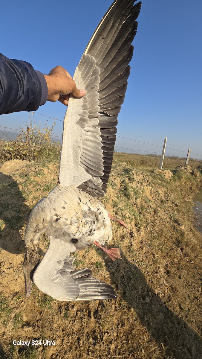 Graylag Goose - ML645251906