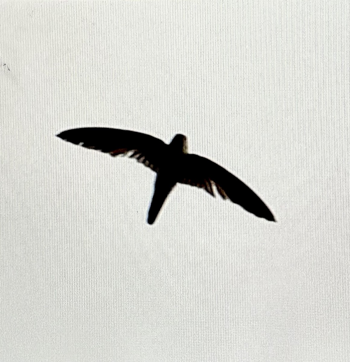 House Swift - ML645251928