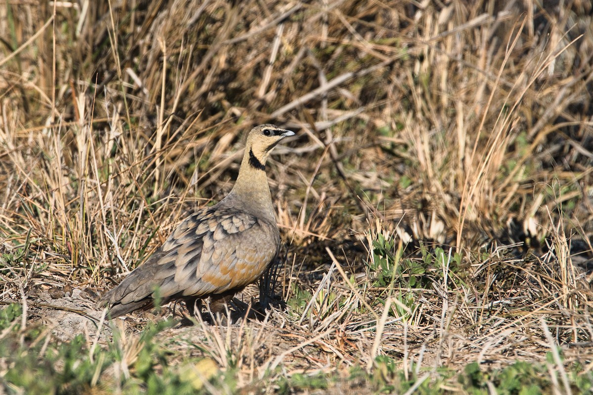 Рябок жовтогорлий - ML645251929