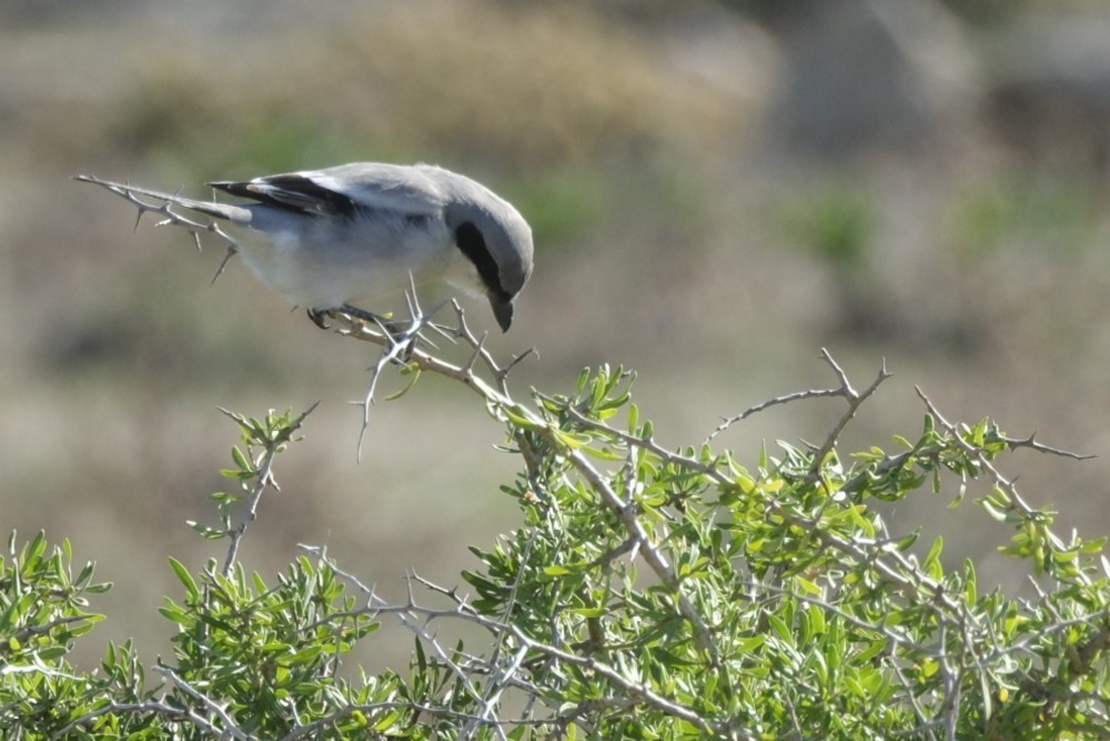Great Gray Shrike - ML645251930