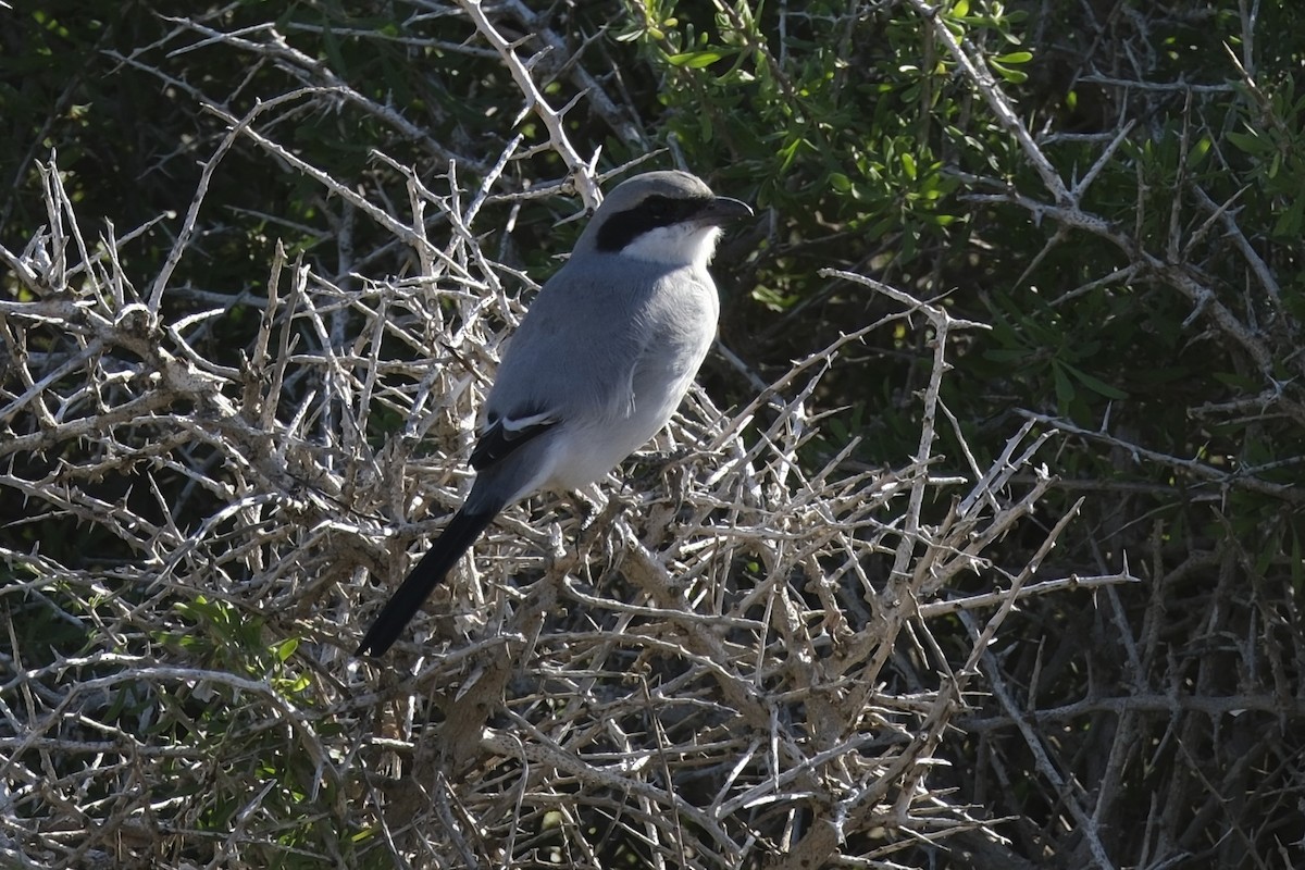 Great Gray Shrike - ML645251931