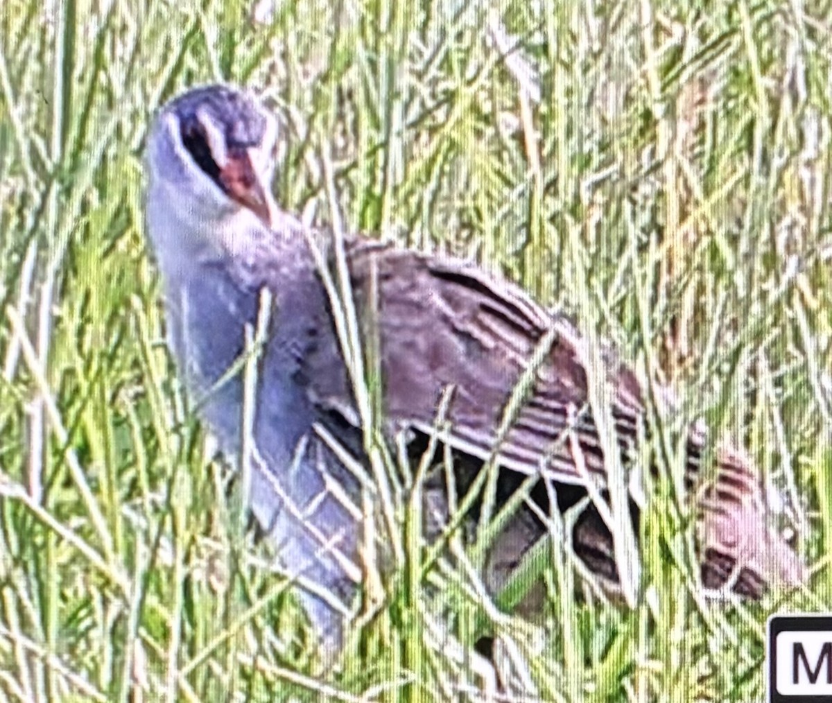White-browed Crake - ML645251942